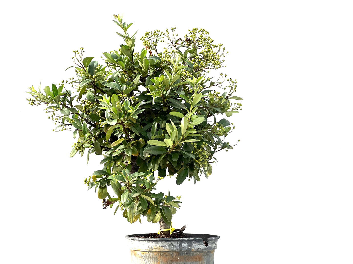 Pyracantha 2423