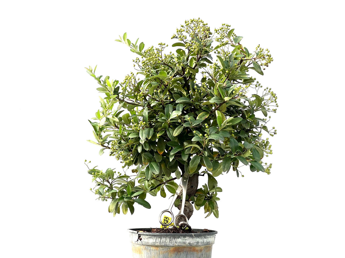 Pyracantha 2423