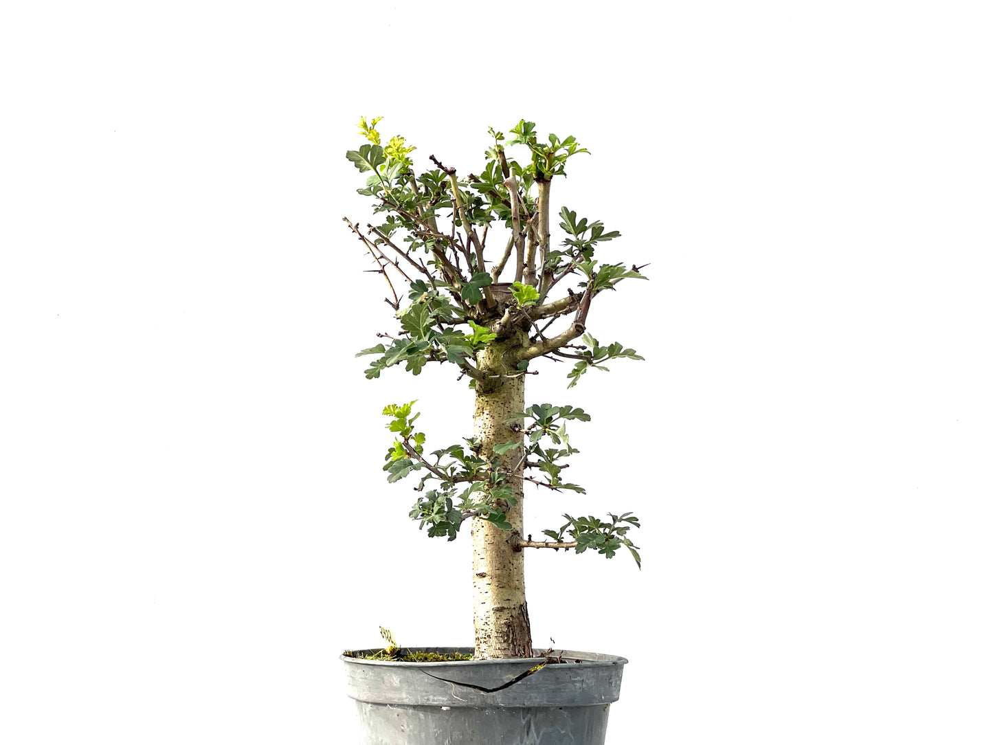 Crataegus Monogyna 2422