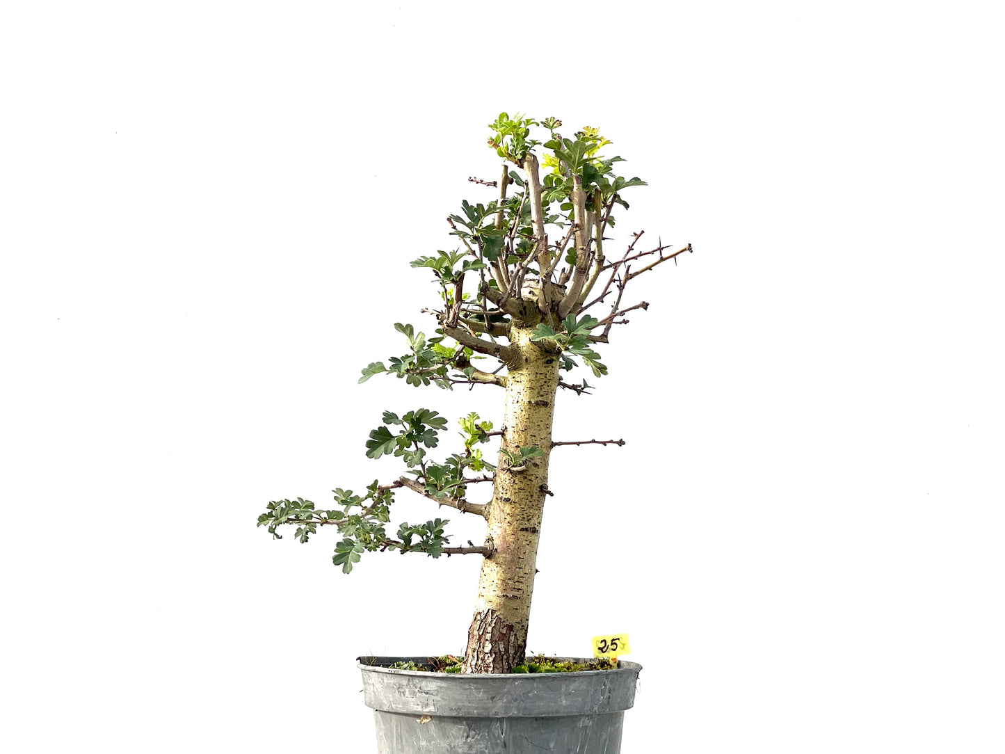 Crataegus Monogyna 2422
