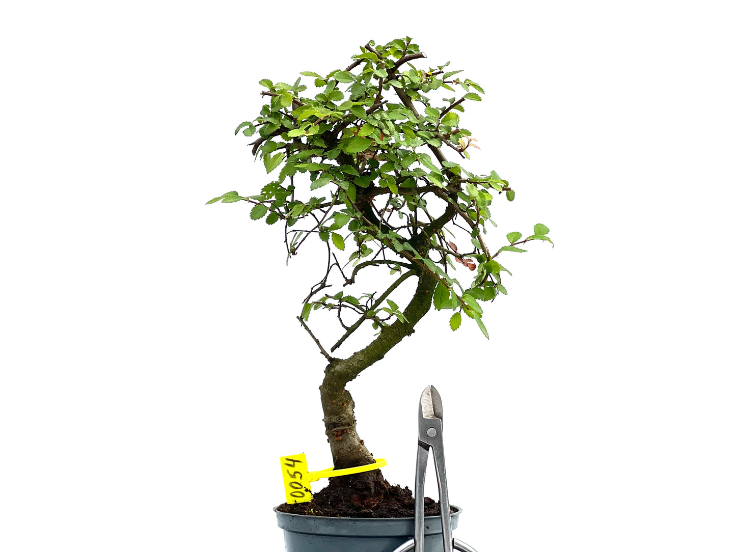 Ulmus Parvifolia 0054