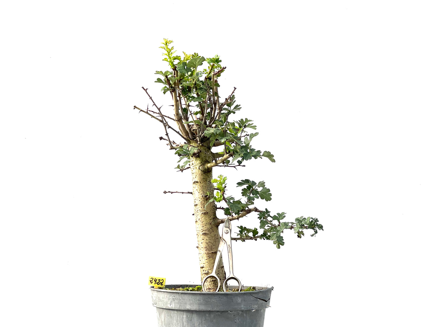Crataegus Monogyna 2422