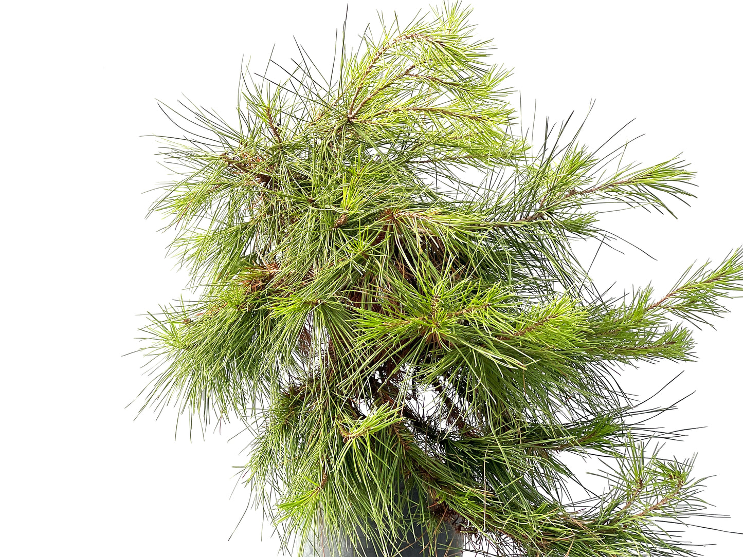 Pinus Halepensis 2424