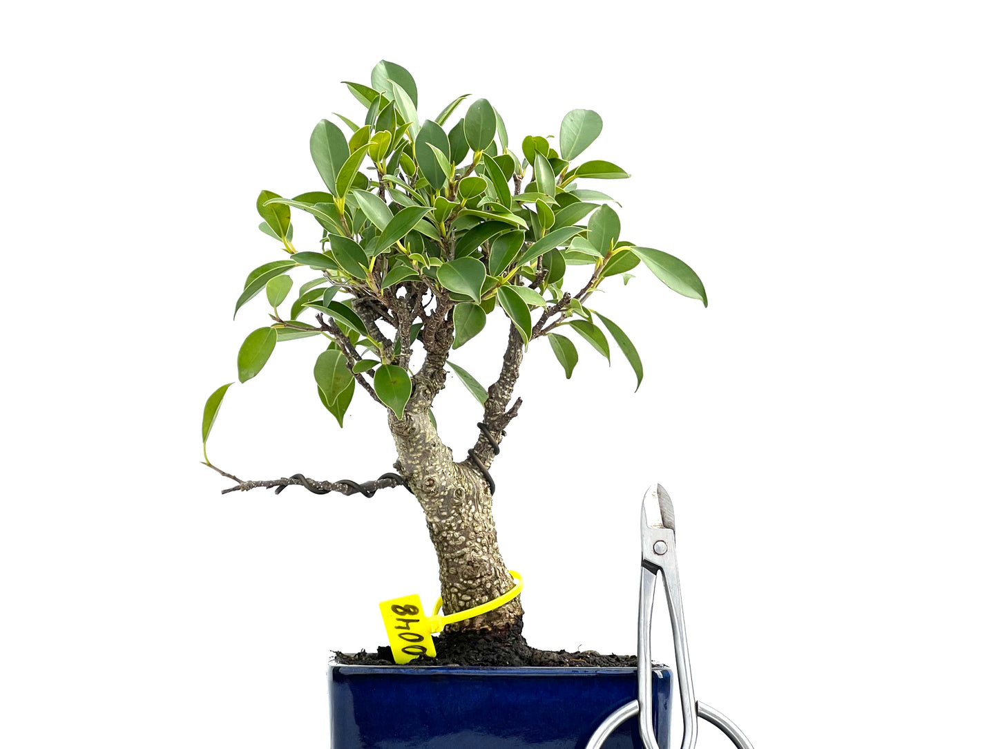 Ficus Tiger Bark 0048