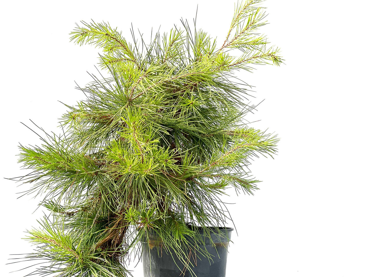 Pinus Halepensis 2424