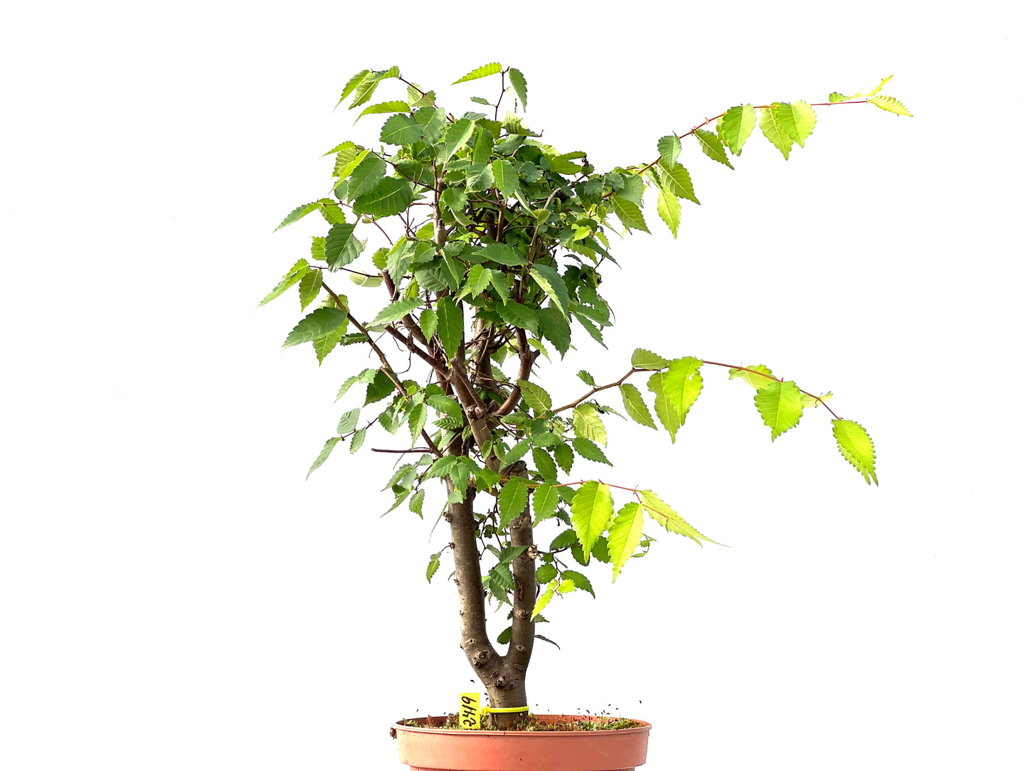 Zelkova Serrata 2419