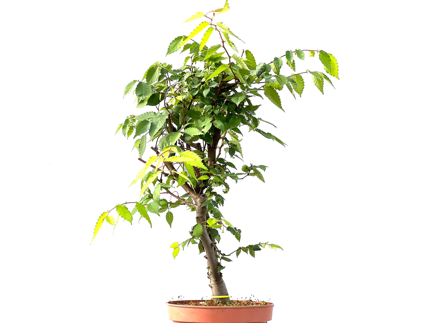 Zelkova Serrata 2419