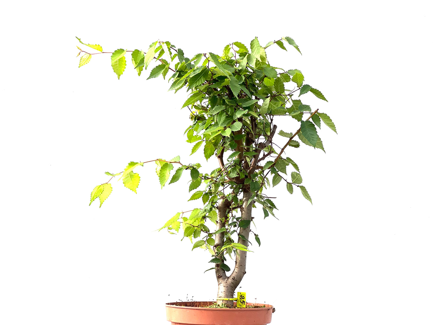 Zelkova Serrata 2419