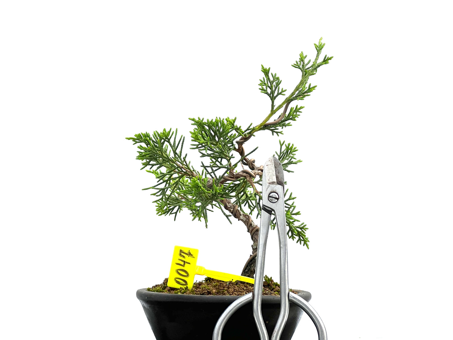 Juniperus Chinensis Itoigawa 0047