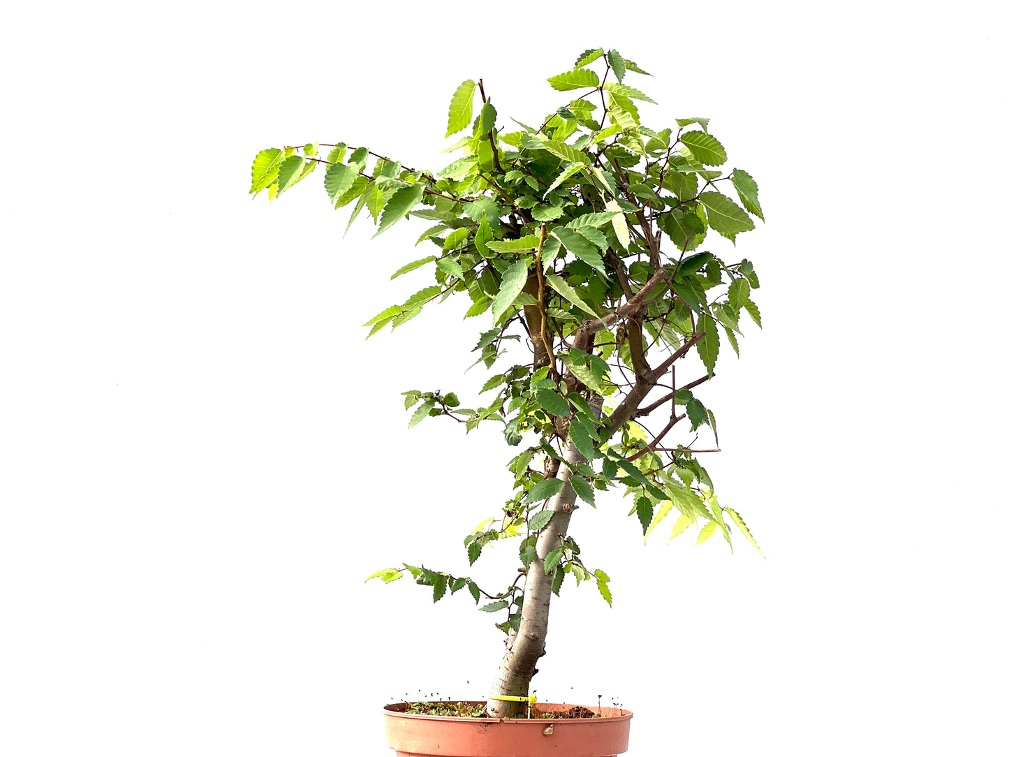 Zelkova Serrata 2419