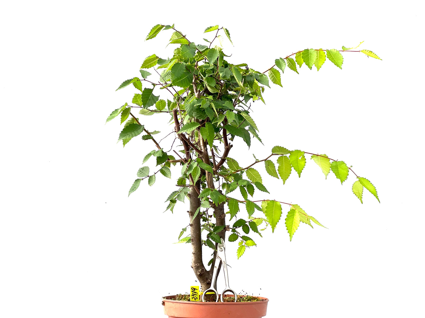 Zelkova Serrata 2419