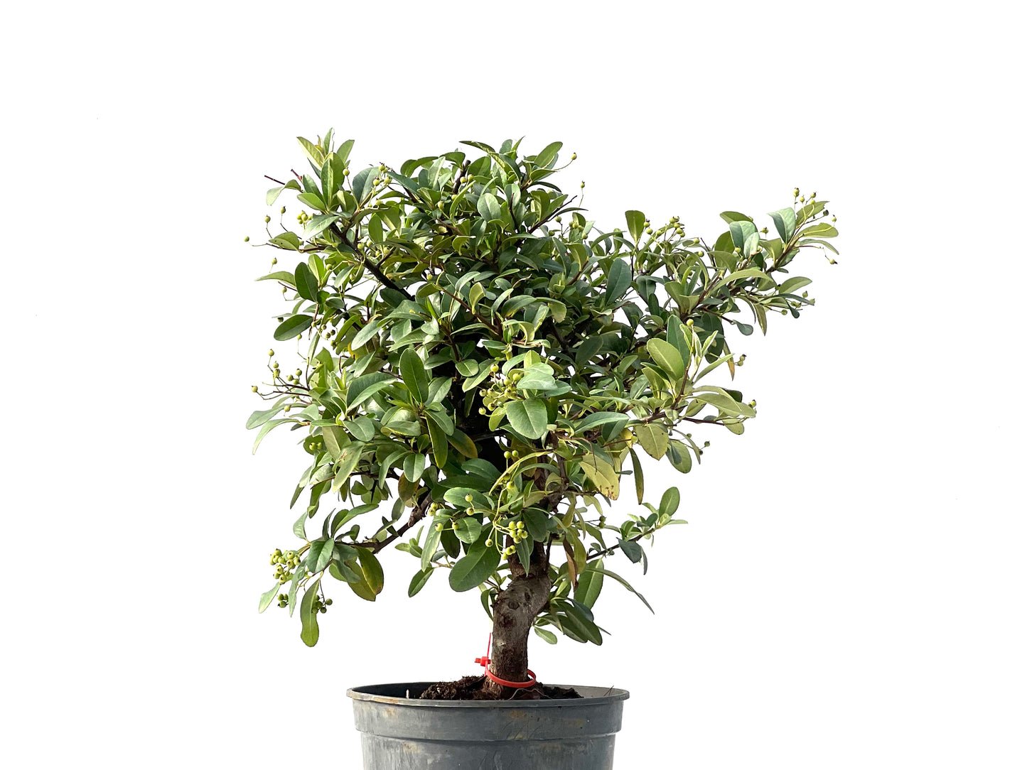 Pyracantha 2425