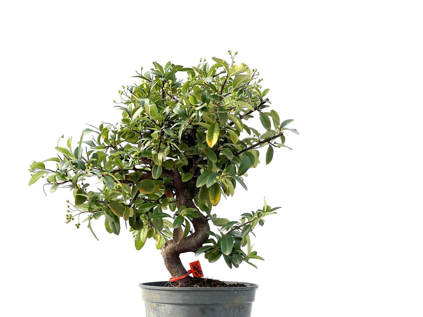 Pyracantha 2425