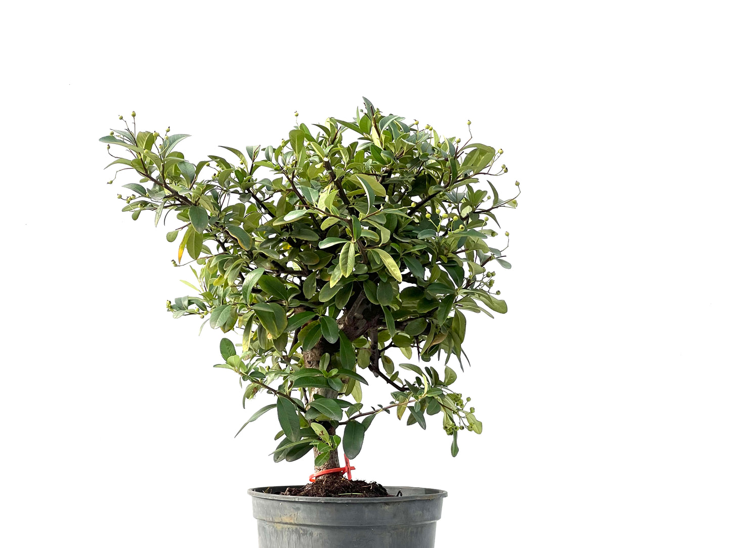 Pyracantha 2425