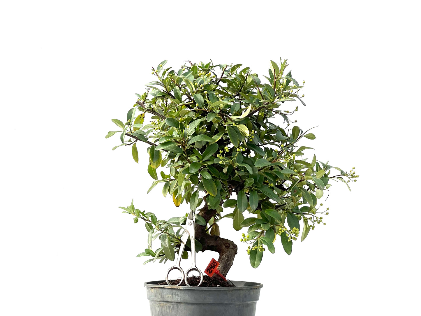 Pyracantha 2425