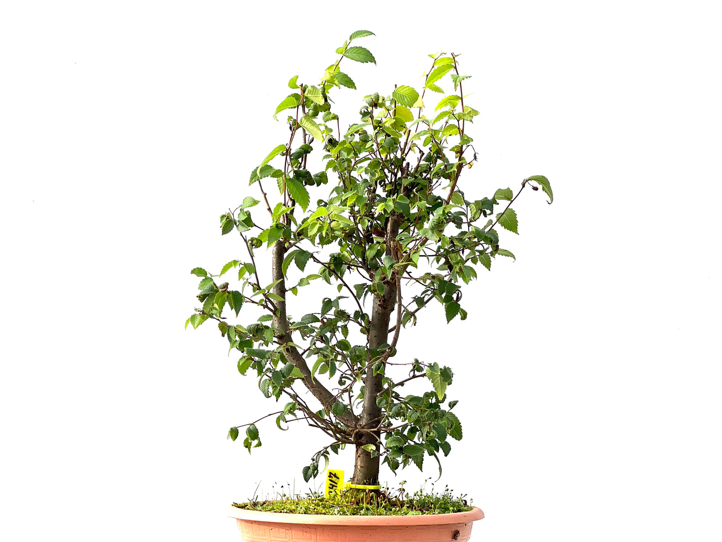 Zelkova Serrata 2417