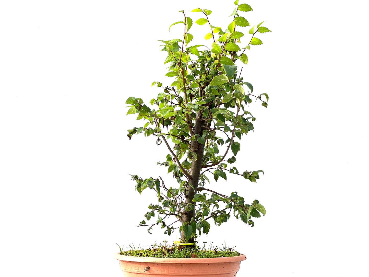 Zelkova Serrata 2417
