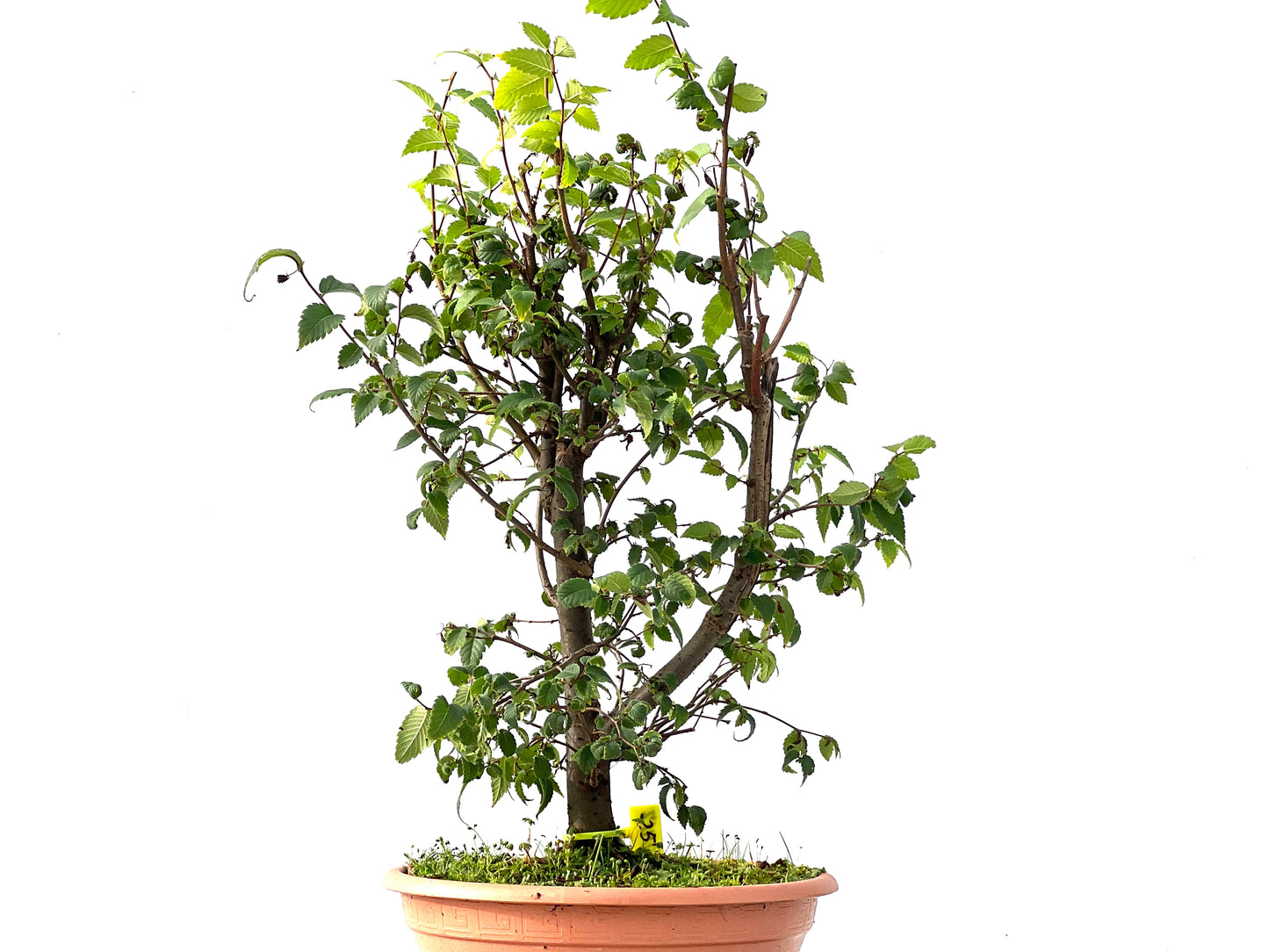 Zelkova Serrata 2417