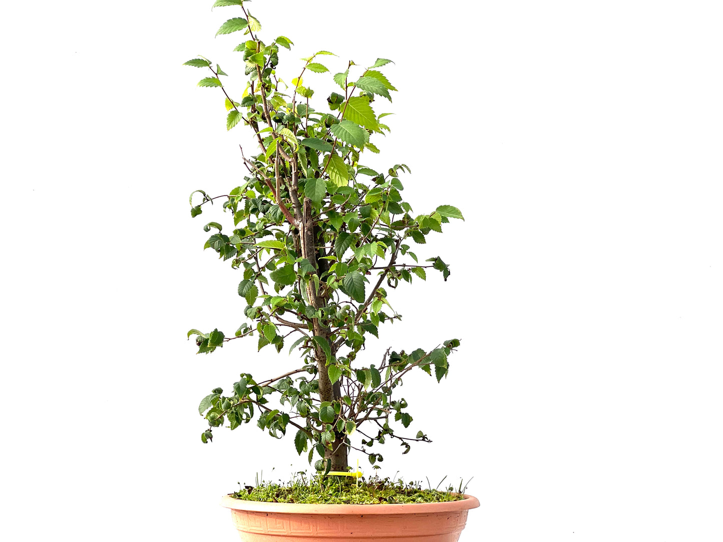 Zelkova Serrata 2417