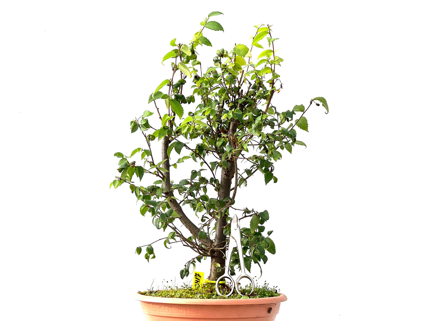 Zelkova Serrata 2417