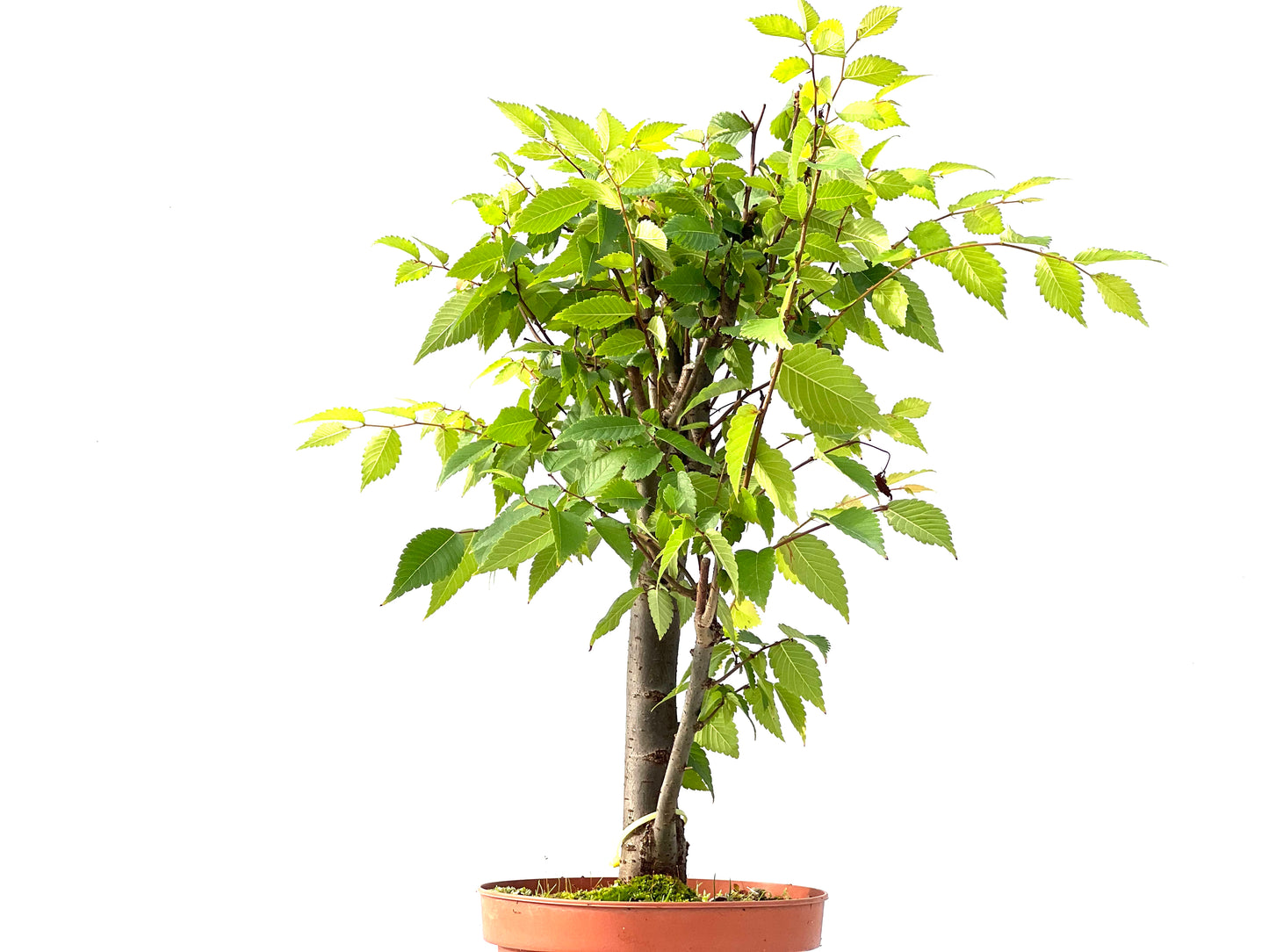 Zelkova Serrata 2415