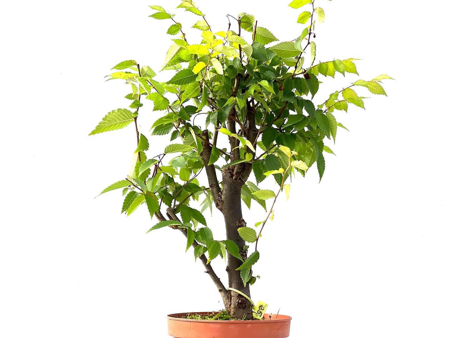 Zelkova Serrata 2415