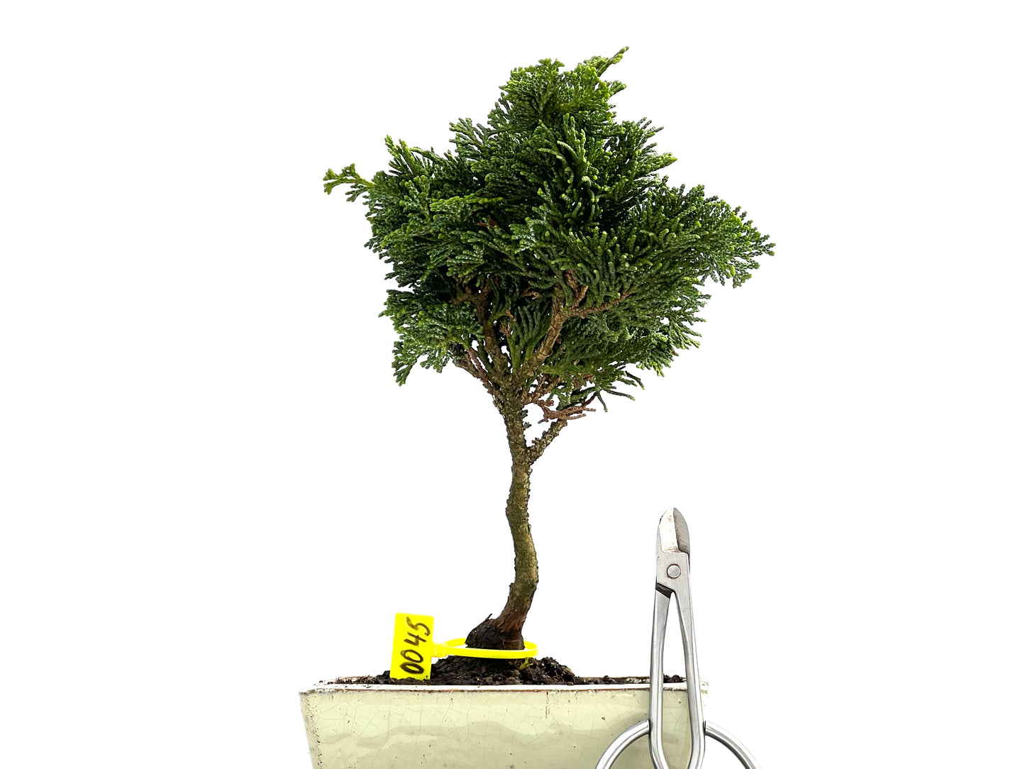 Chamaecyparis Obtusa Nana 0045