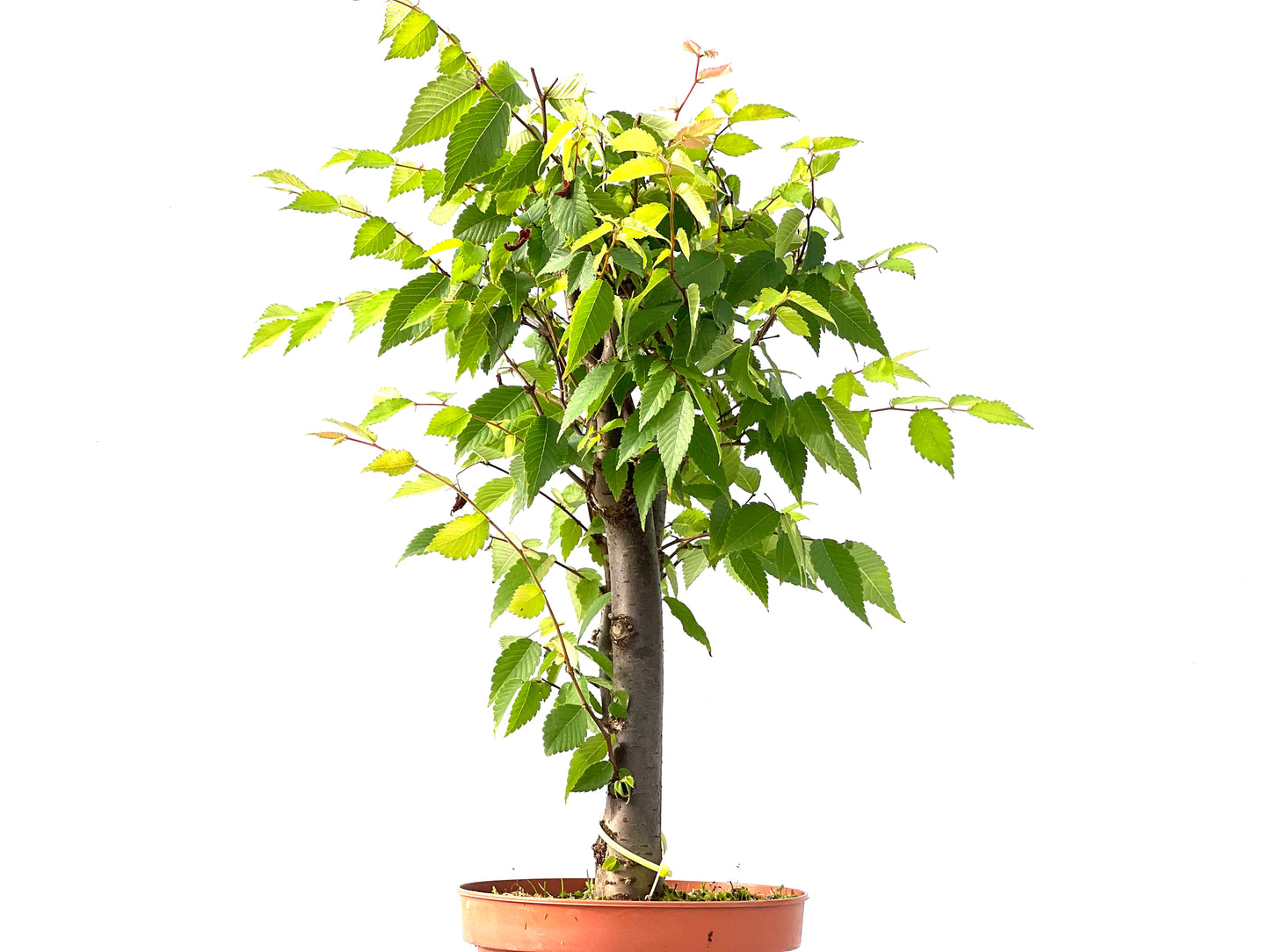 Zelkova Serrata 2415