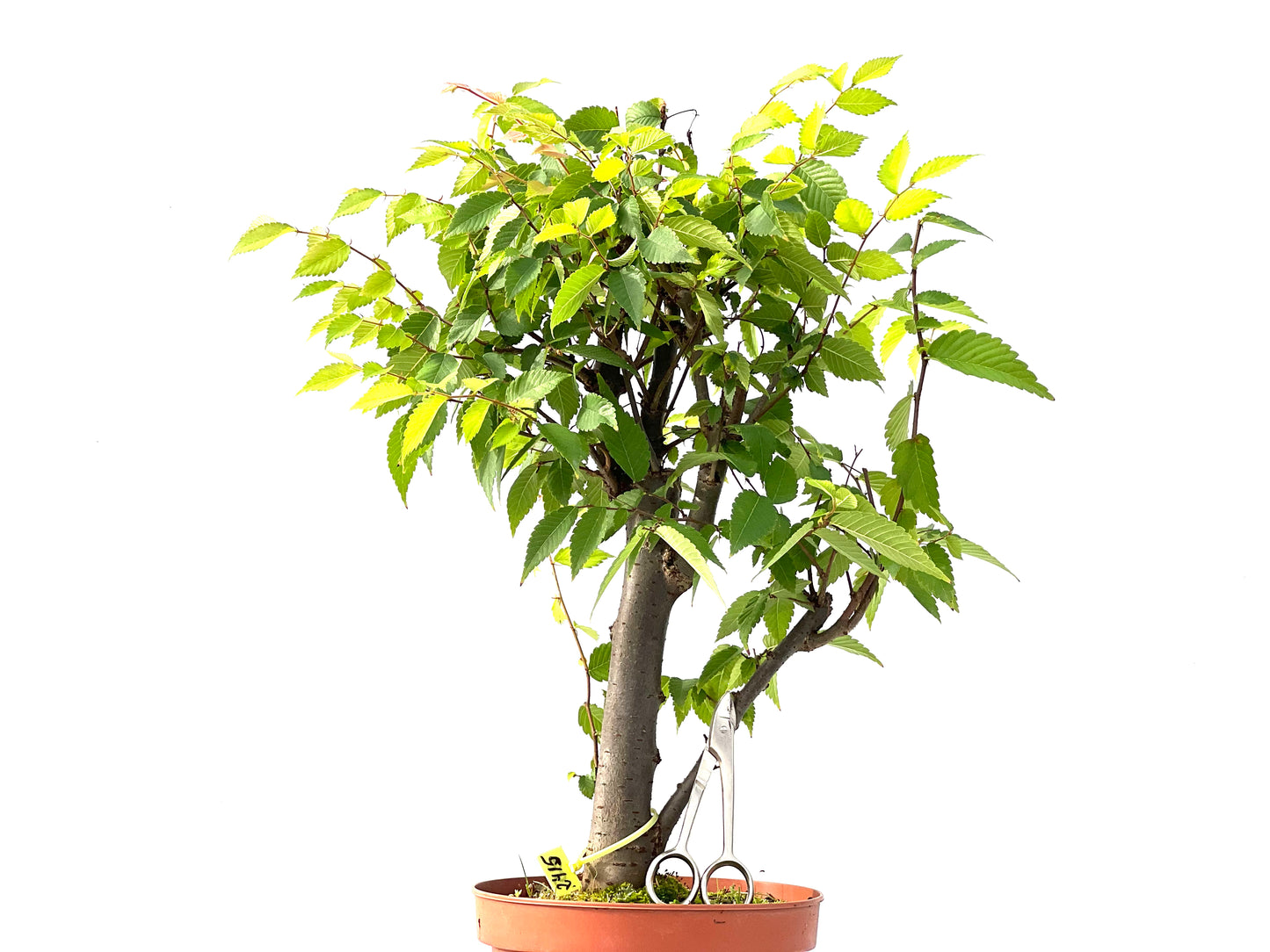 Zelkova Serrata 2415