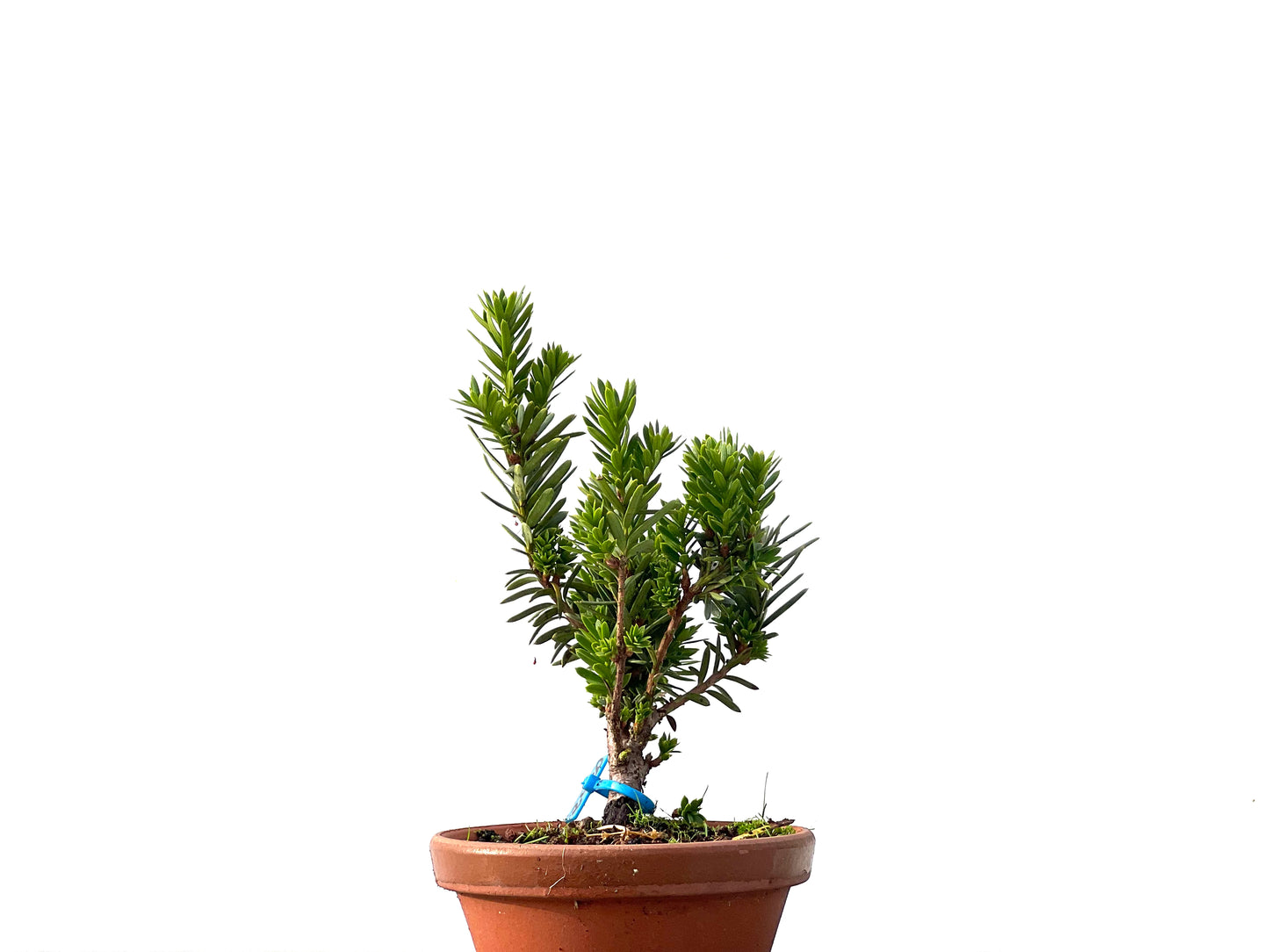 Taxus Baccata 2420