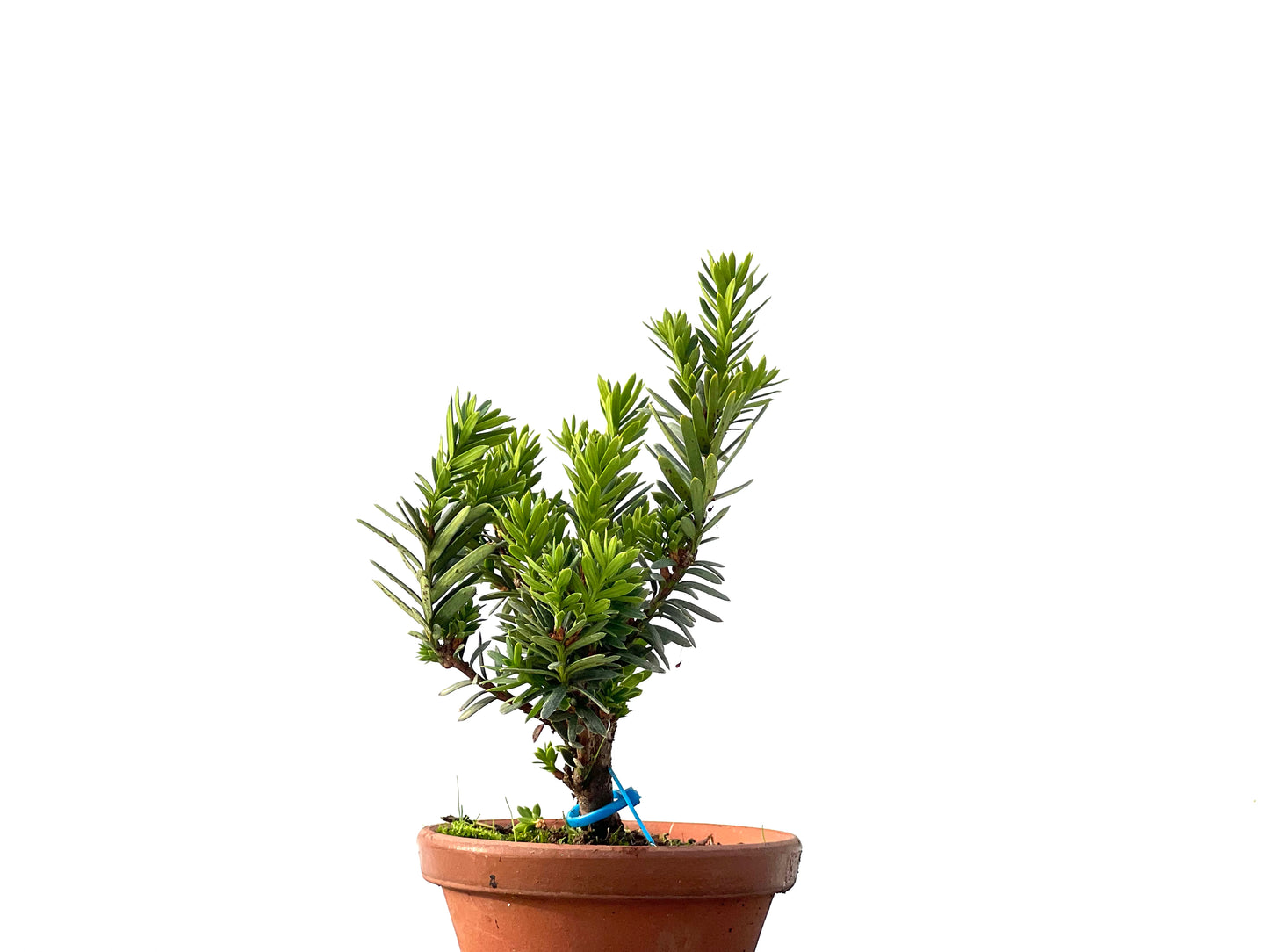 Taxus Baccata 2420