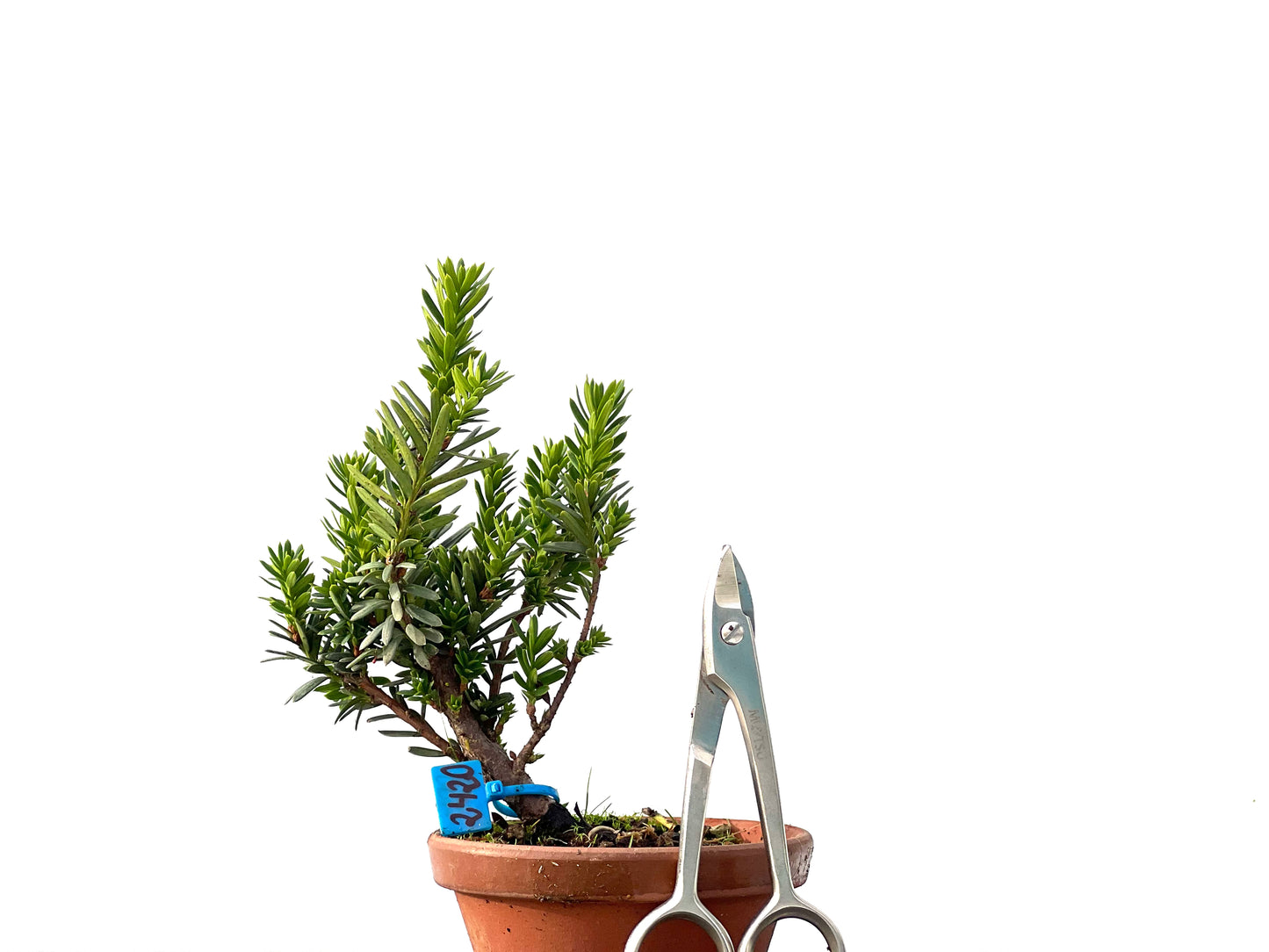 Taxus Baccata 2420