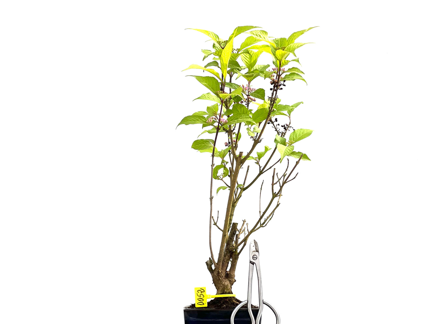 Callicarpa Japonica 0052
