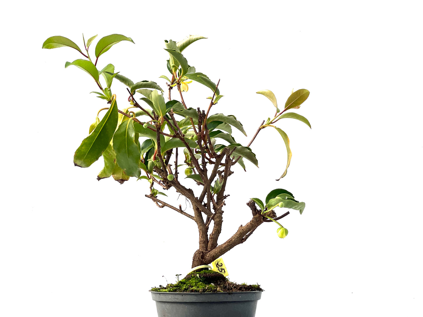 Kadsura Japonica 2406