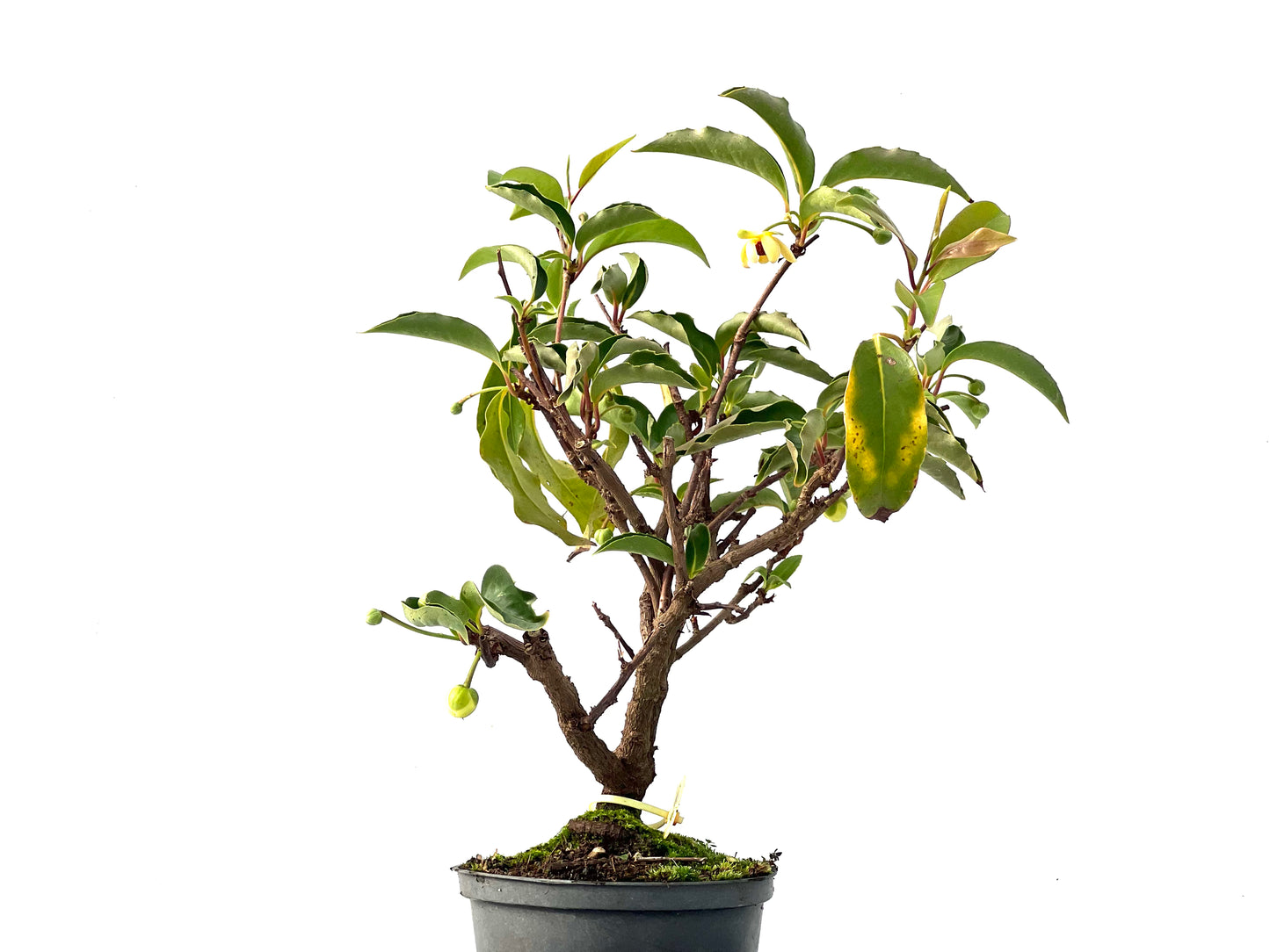 Kadsura Japonica 2406