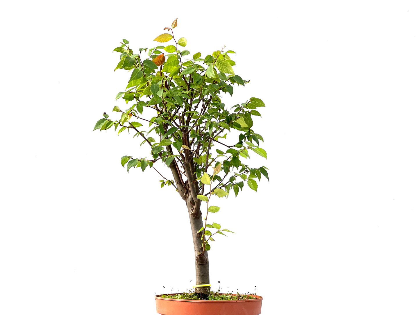 Zelkova Serrata 2403