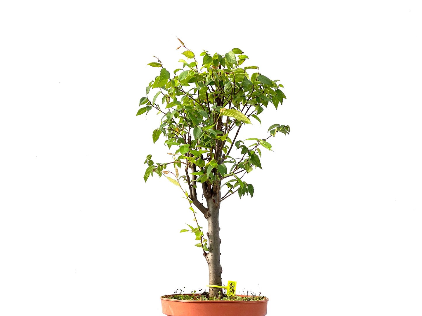 Zelkova Serrata 2403