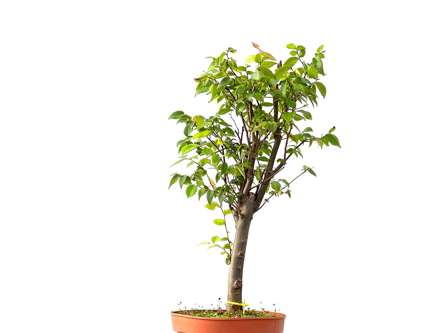 Zelkova Serrata 2403