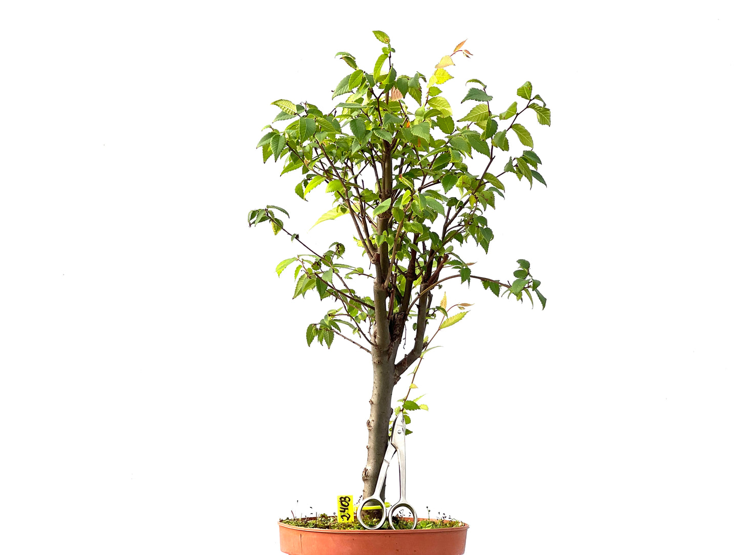 Zelkova Serrata 2403