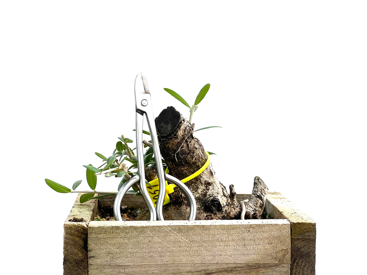 Olea Europaea Sylvestris 0051