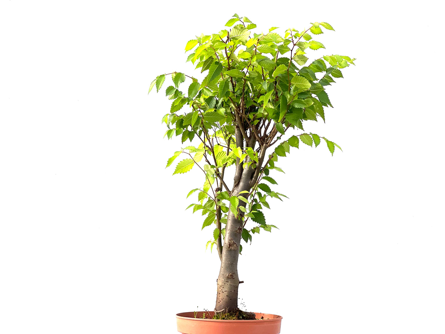 Zelkova Serrata 2408