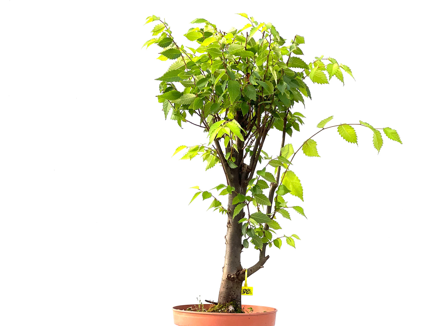 Zelkova Serrata 2408