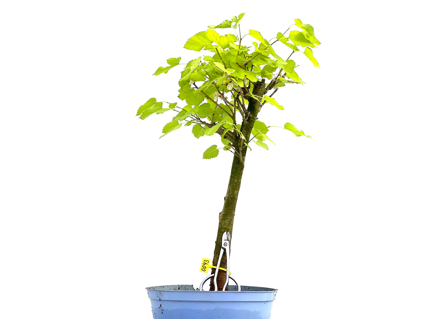 Morus Alba 0043