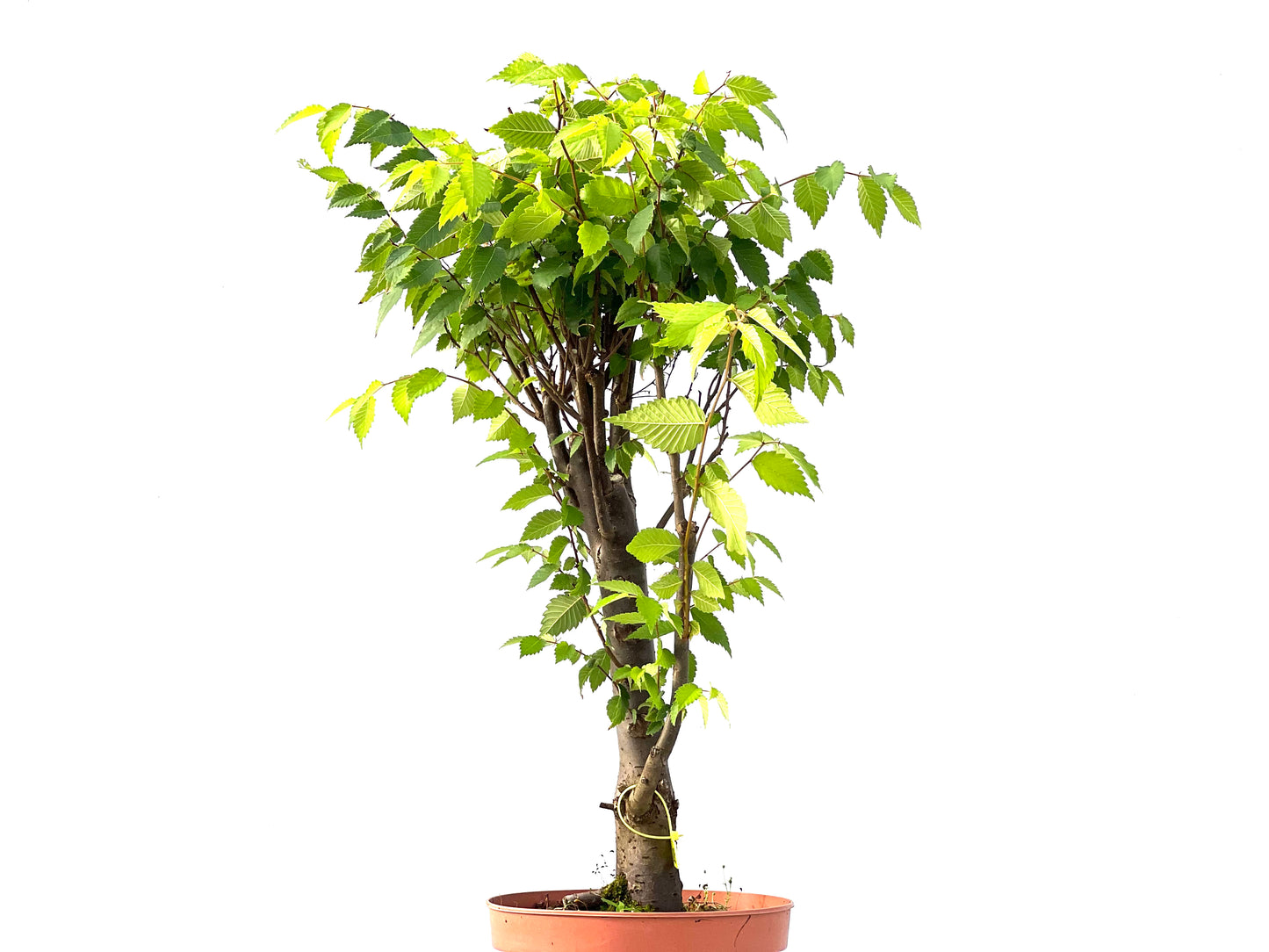 Zelkova Serrata 2408