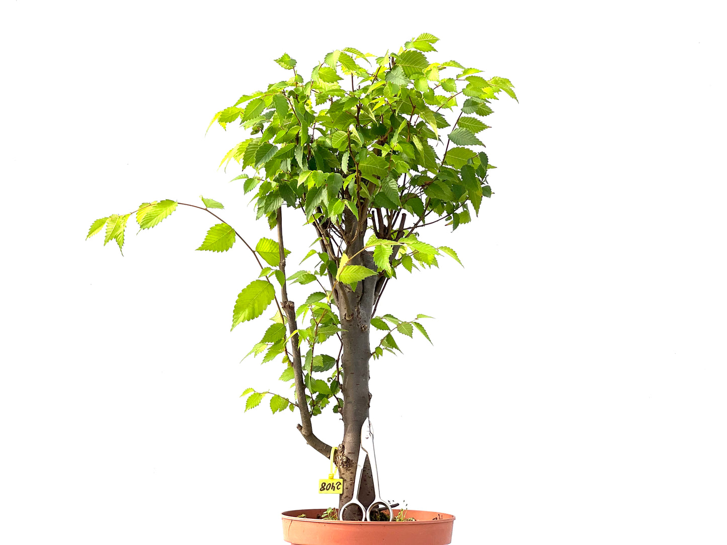 Zelkova Serrata 2408