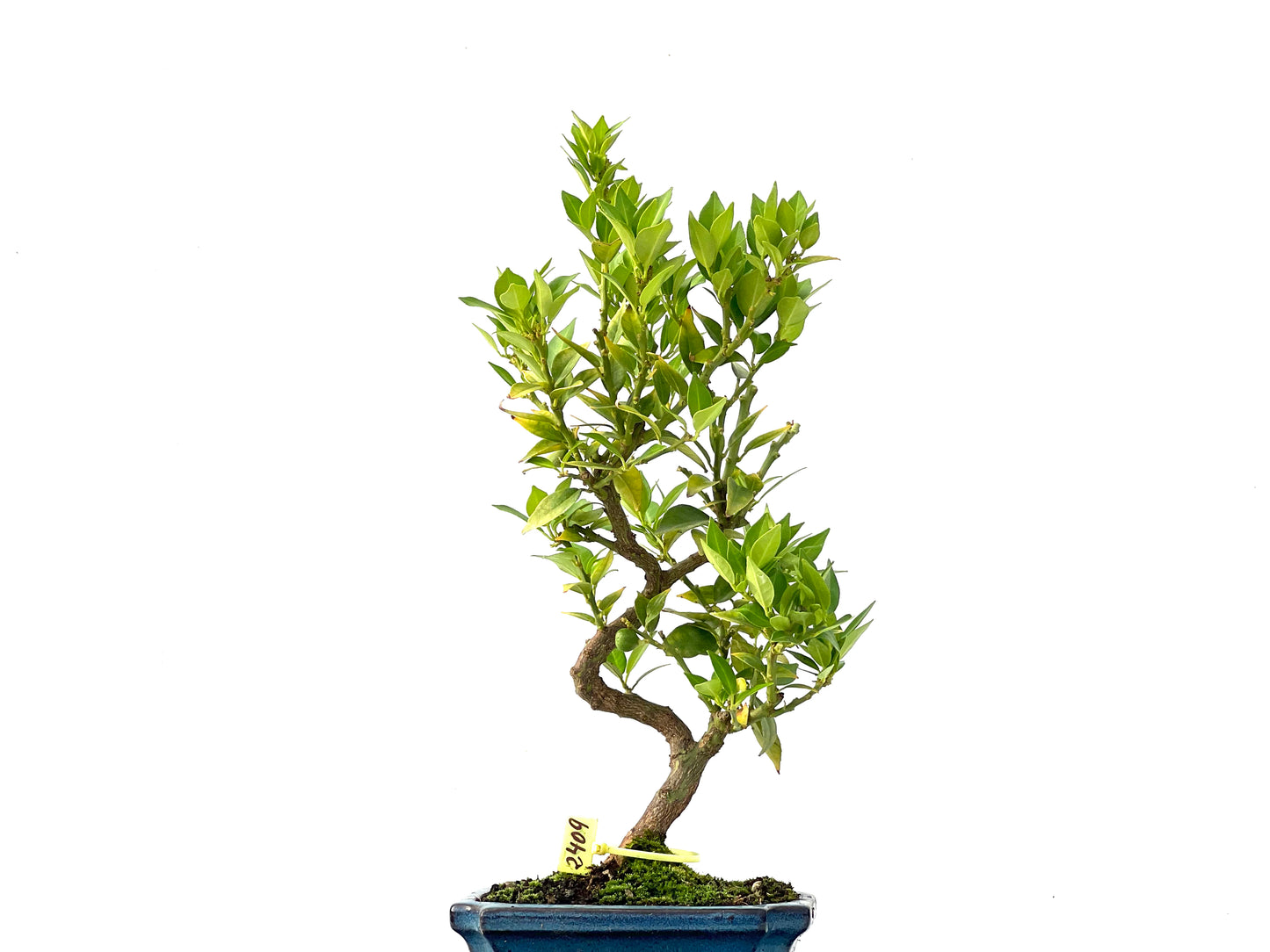 Citrus Myrtifolia 2409
