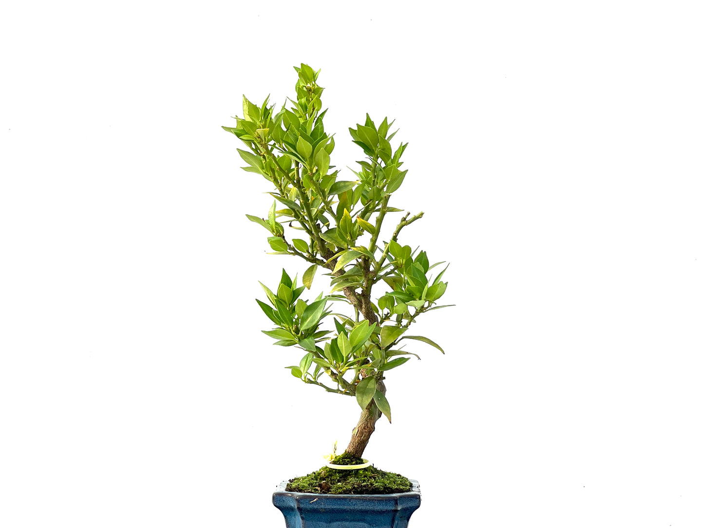 Citrus Myrtifolia 2409