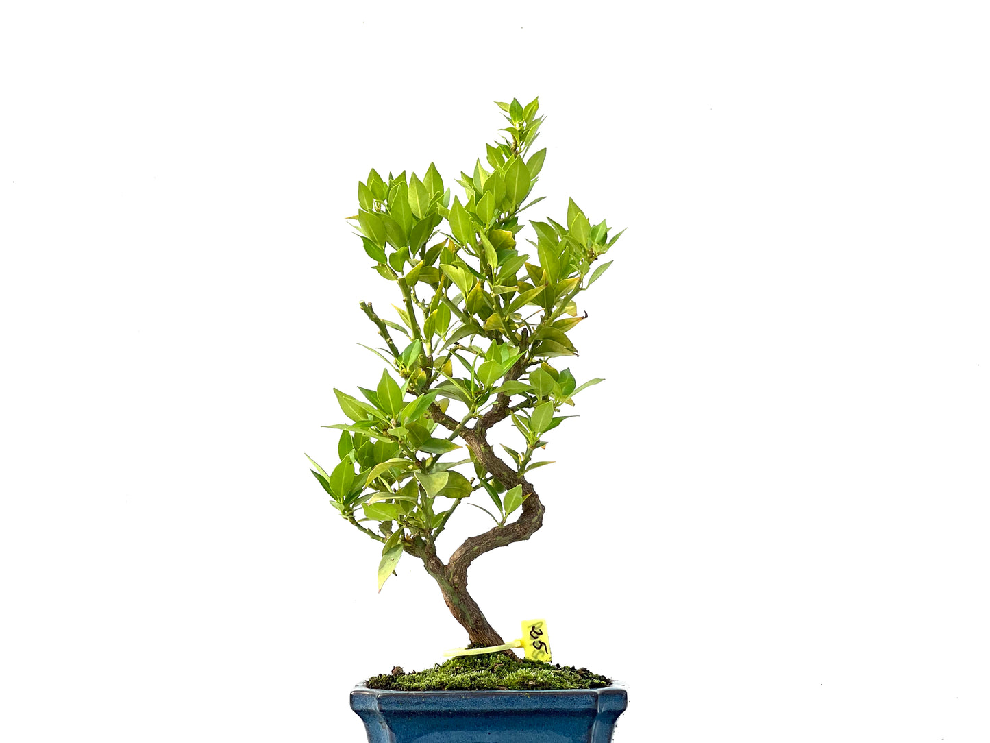 Citrus Myrtifolia 2409