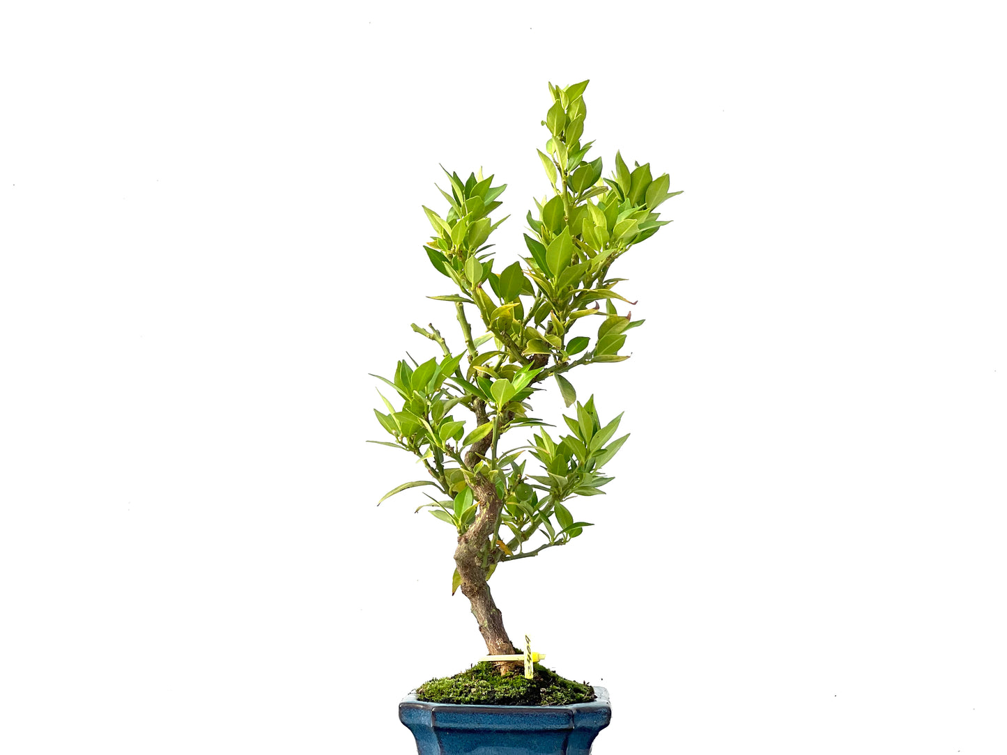 Citrus Myrtifolia 2409
