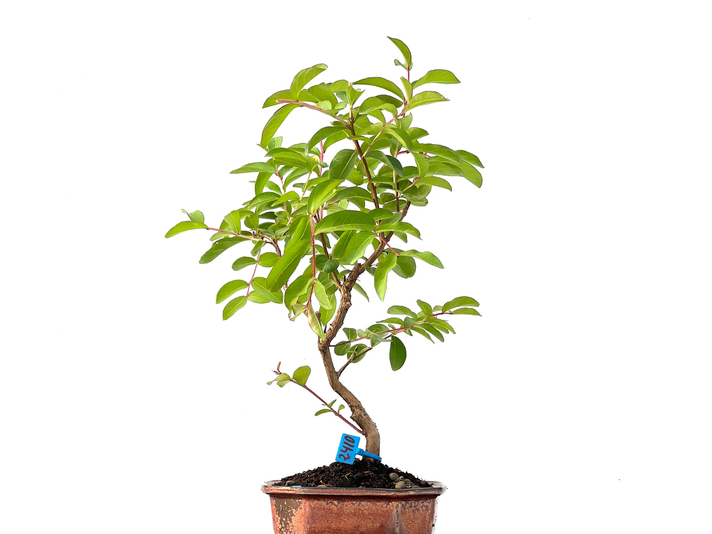 Lagerstroemia Indica 2410